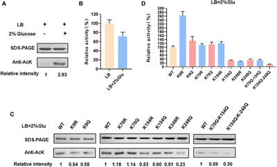 Lysine acetylation of Escherichia coli lactate dehydrogenase regulates enzyme activity and lactate synthesis